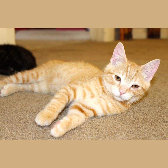 Photo of Professor Crookshanks