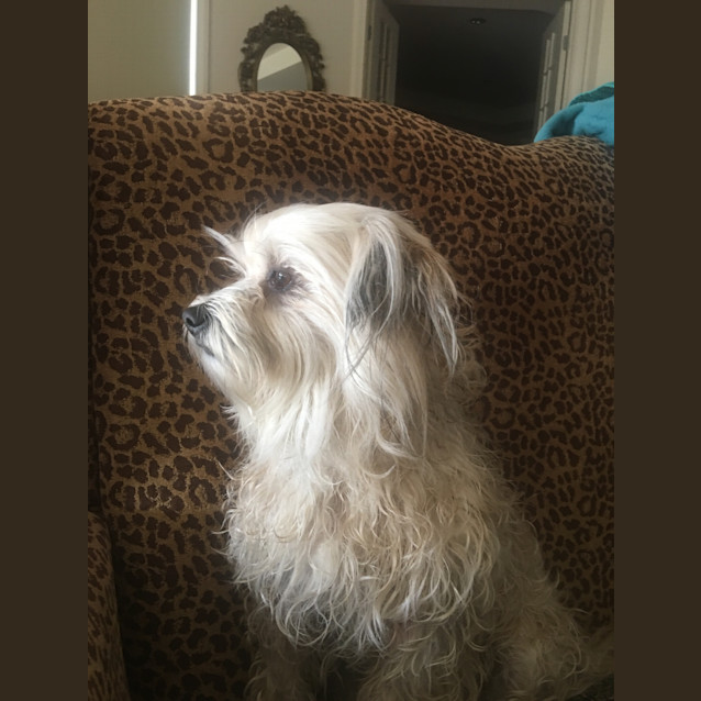 Photo of Coco The Cuddly Affectionate Lap Dog 
