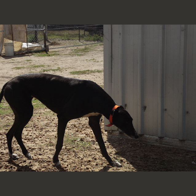 Photo of Izzy ( Isabella)