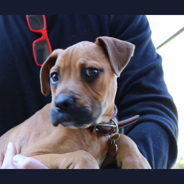 Photo of Rocky