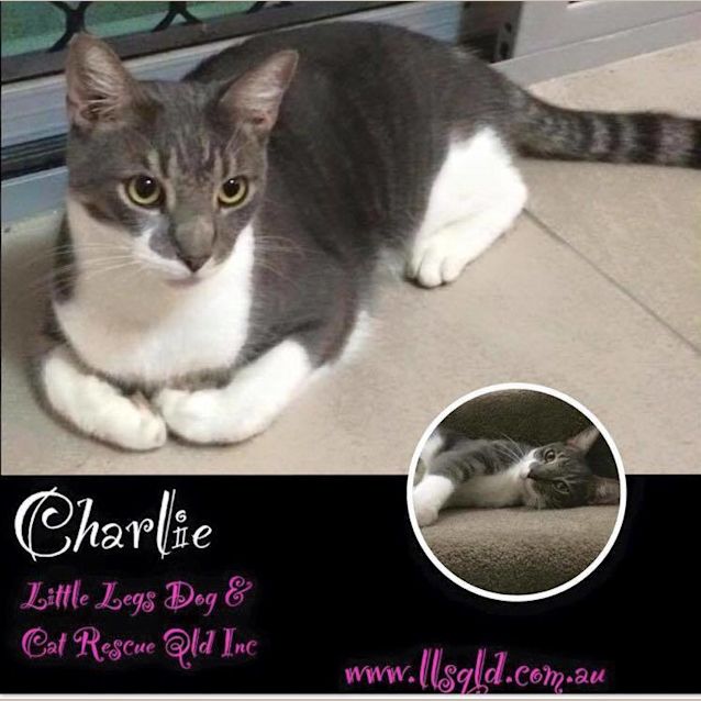 Photo of Charlie
