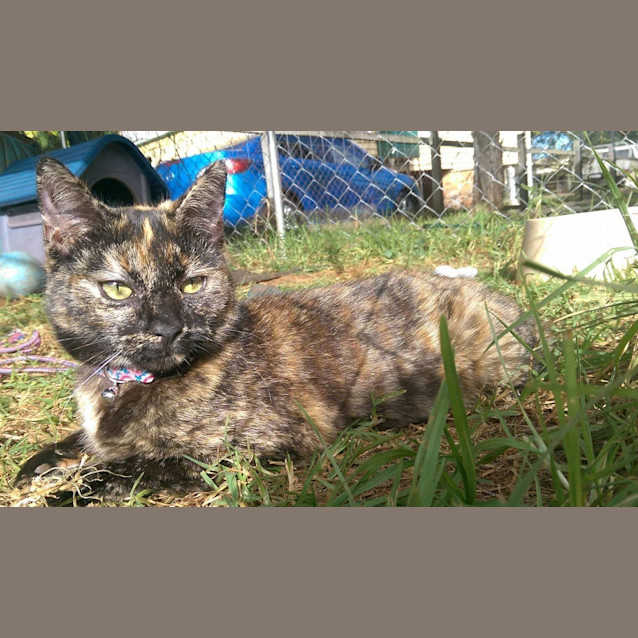 Photo of Sissy