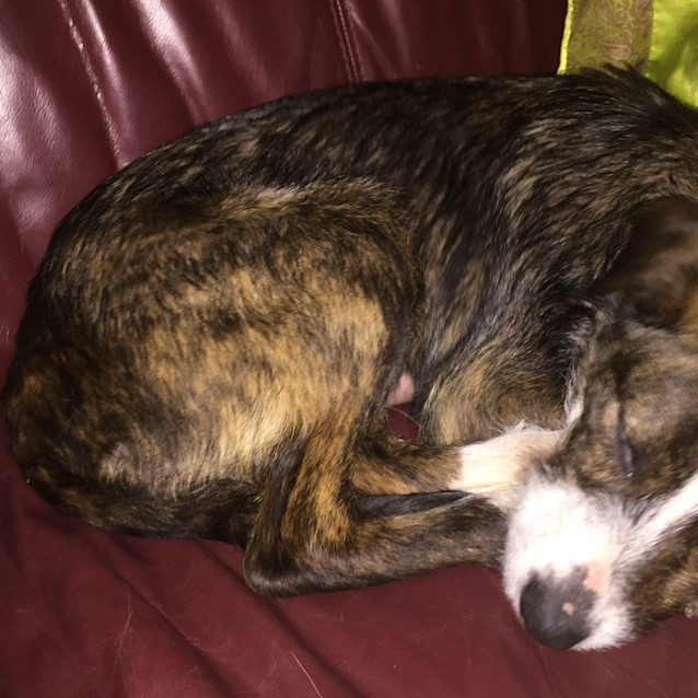 Photo of Indie