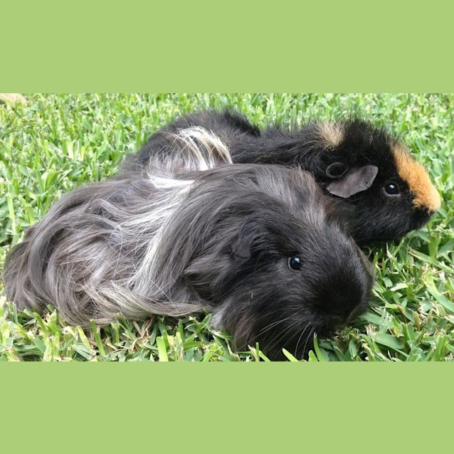Photo of Porky And Peppa