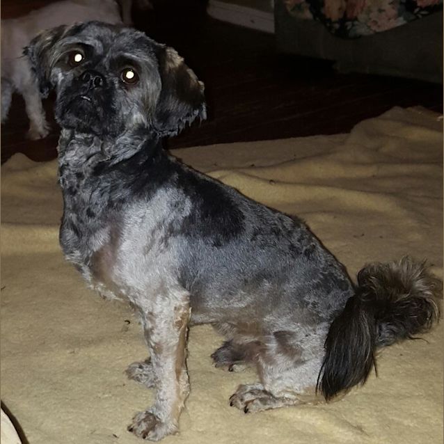 Photo of Yoda (Adoption Pending)