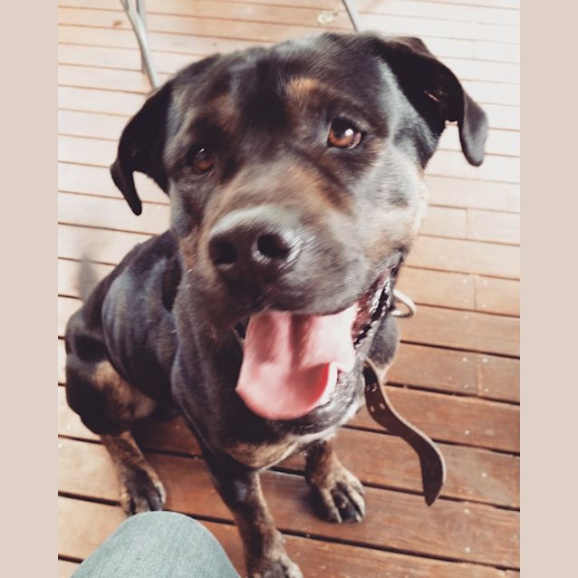 Photo of Rocky 2 **Adopted**