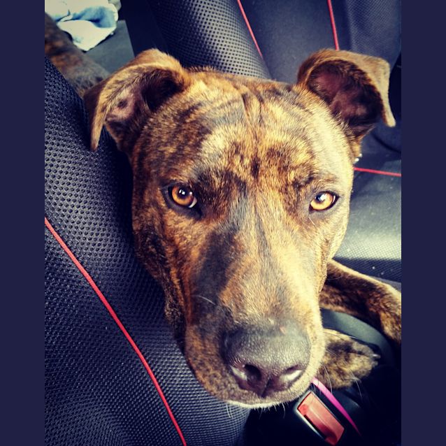 Photo of Bandit **Adopted**