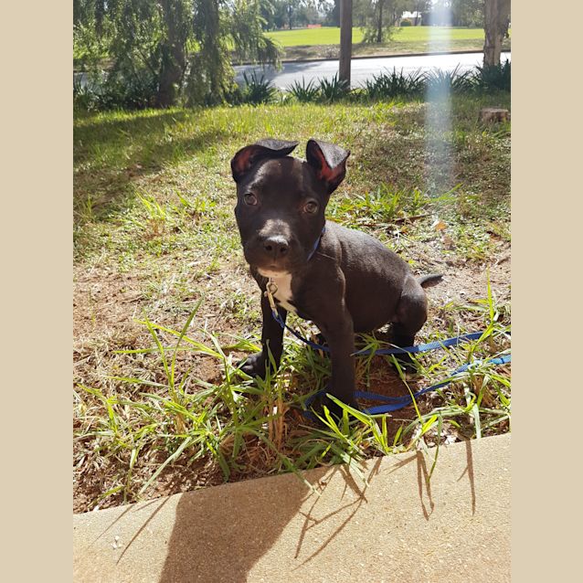 Photo of Crash Bandicoot