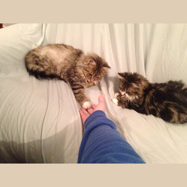 Photo of Merlot ** 2nd Chance Cat Rescue**