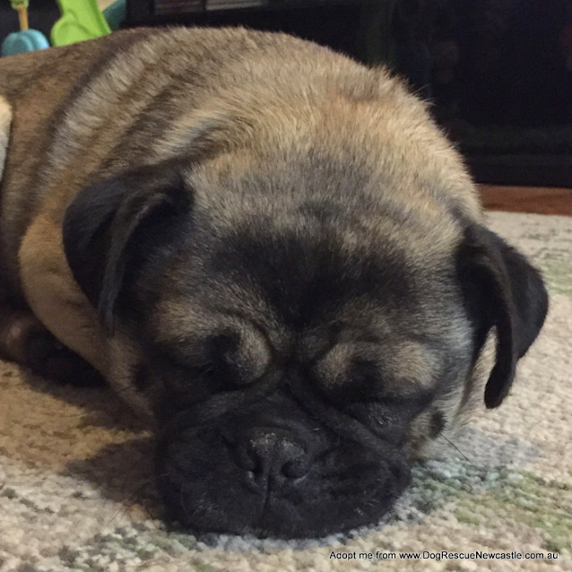 Photo of Cracker, 4yo Purebred Pug (On Trial 20/08/16)