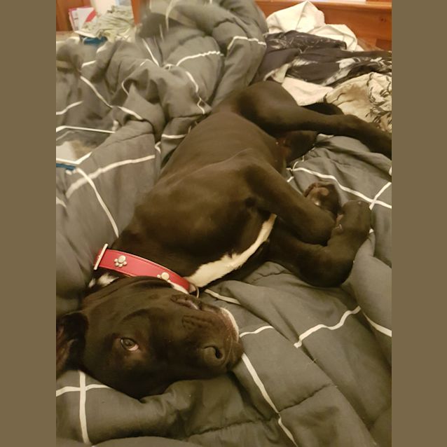 Photo of Crash Bandicoot