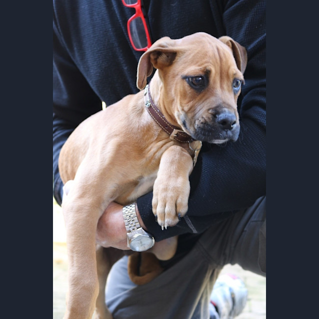 Photo of Rocky