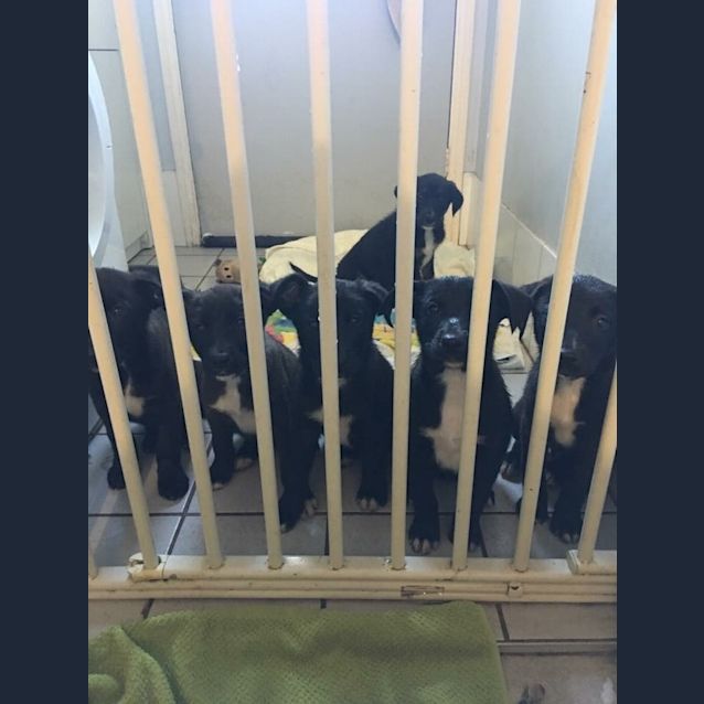 Photo of Donnie (Dog Friendly)