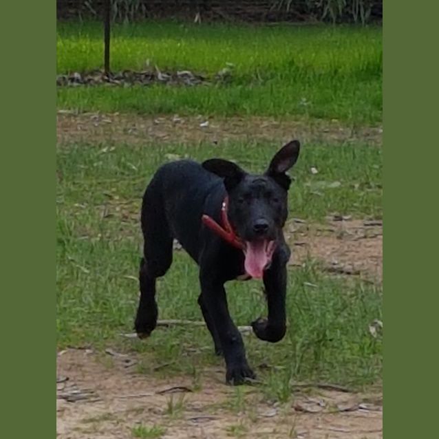 Photo of Crash Bandicoot