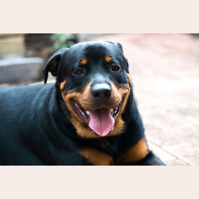 Photo of Hudson