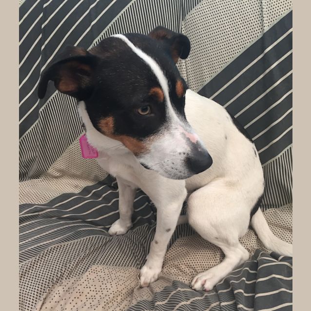 Photo of Ruby **Adopted**