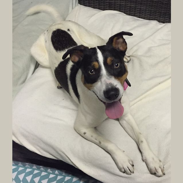 Photo of Ruby **Adopted**