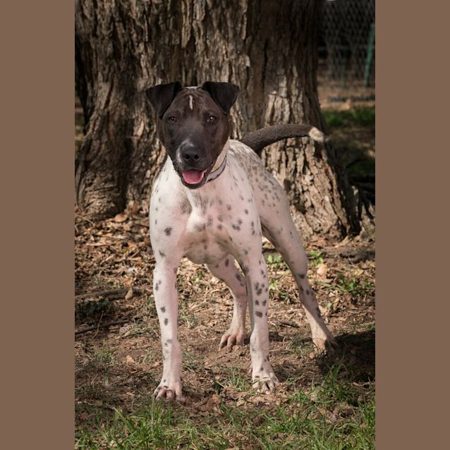 Photo of Chops
