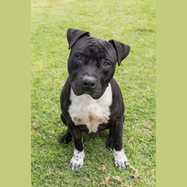 Photo of Rex