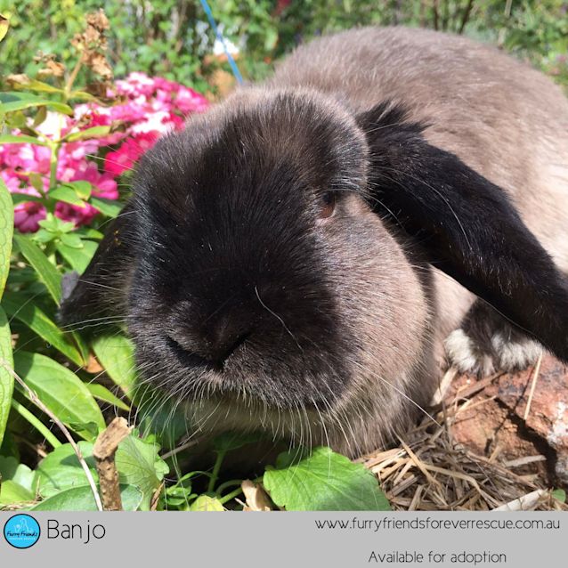 Photo of Banjo *•Adopt Me•*