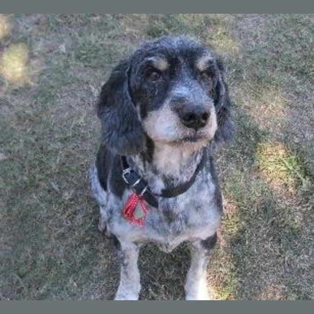 Photo of Ruffus