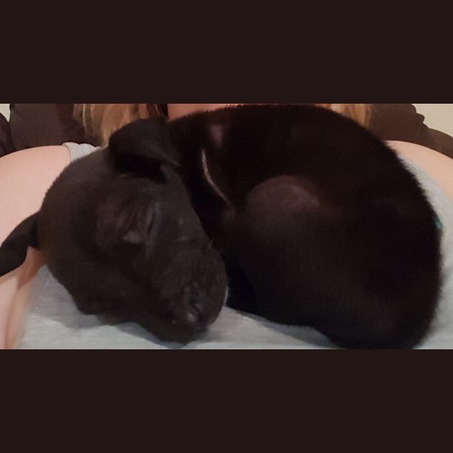 Photo of Crash Bandicoot