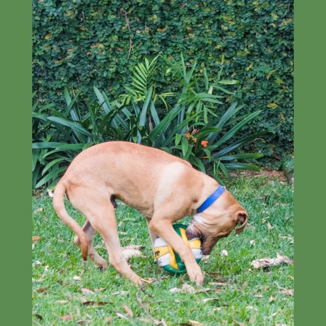 Photo of Dusty ~ Ridgeback X Mastiff X Bull Arab Boy 