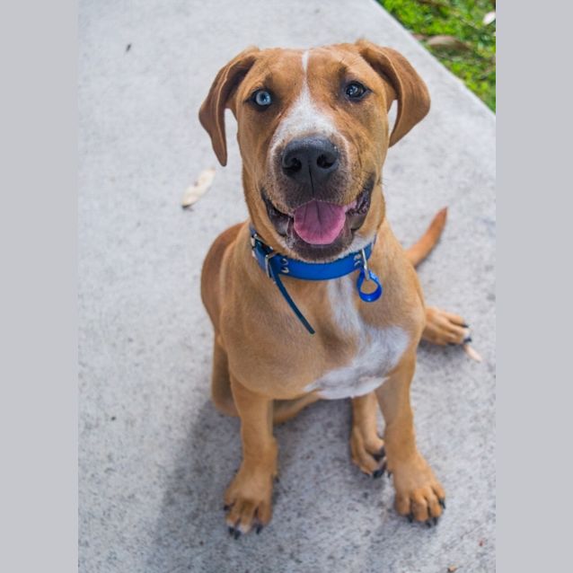 Photo of Dusty ~ Ridgeback X Mastiff X Bull Arab Boy 