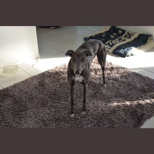 Photo of "Rascal", Loves Being Loved. 