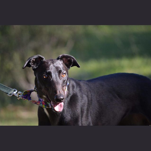 Photo of “Maddie”, Cheeky And Smoochy. Canberra