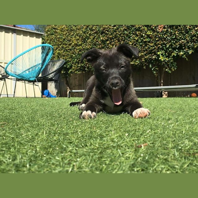 Photo of Brasco (Dog Friendly)