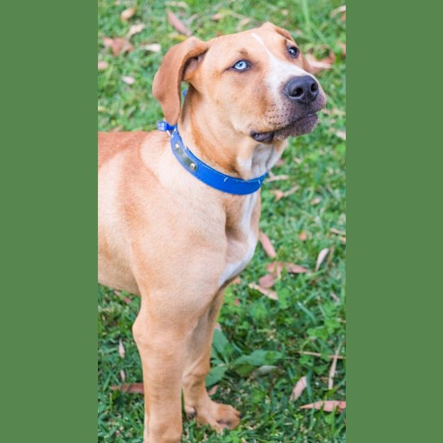 Photo of Dusty ~ Ridgeback X Mastiff X Bull Arab Boy 