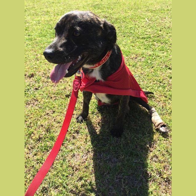 Photo of Smiley The Happy Chap!