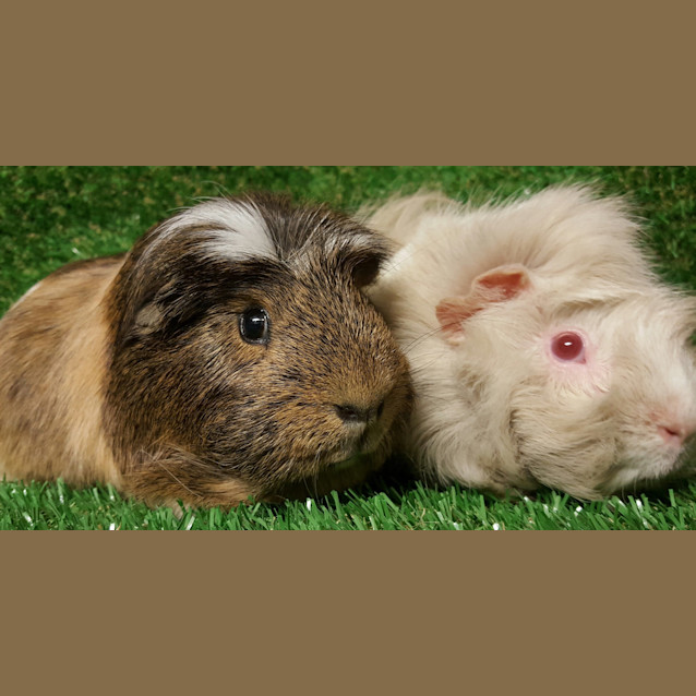 Photo of Wolfe And Piglet