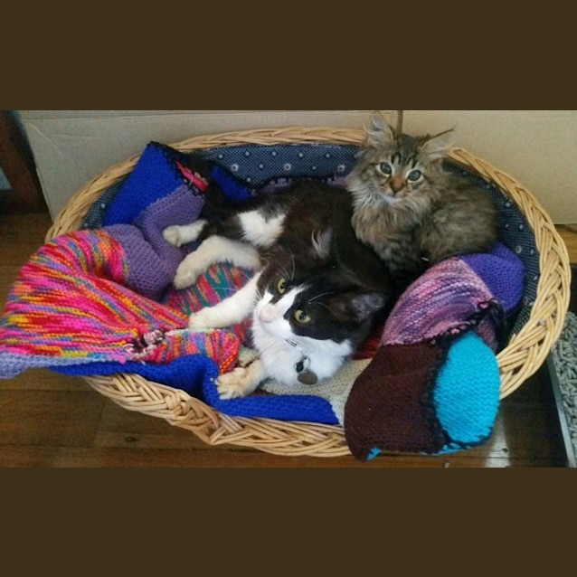 Photo of Mum Cat And Kitten