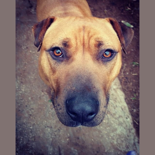 Photo of Miss Molly Brown **Adopted**