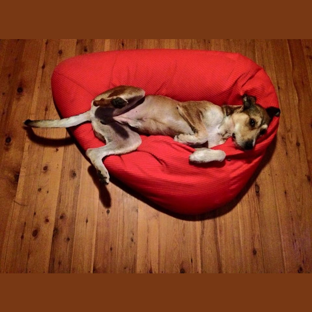Photo of Kepler 