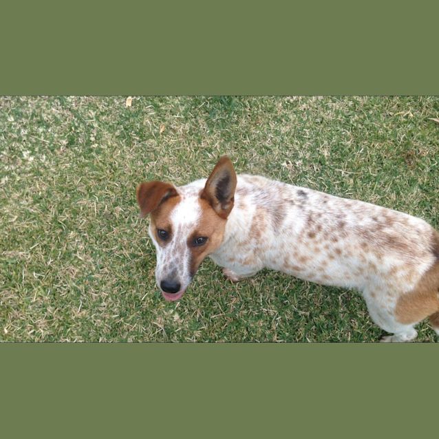 Photo of Marla ~ Corgi X Red Cattle Dog (On Trial 19/10/16)