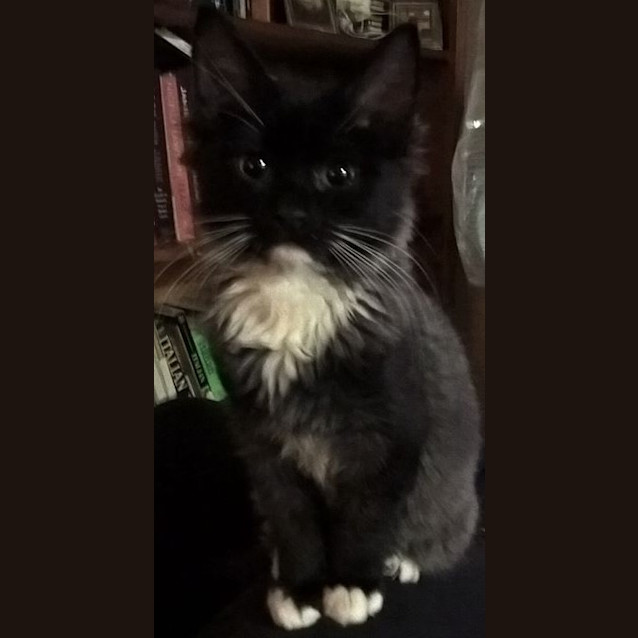 Photo of Snowy