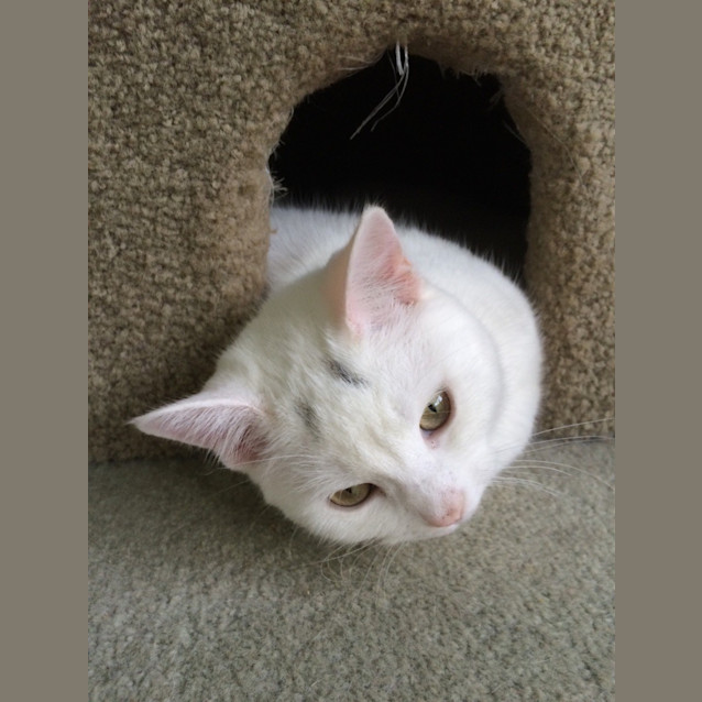 Photo of Celeste ** 2nd Chance Cat Rescue**