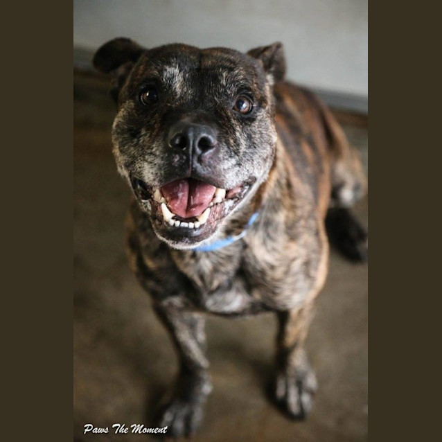Photo of Boof ** A Dog Social Love Bug **