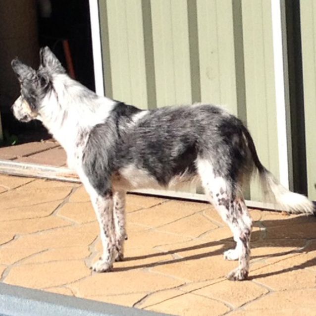 Photo of Ariat ~ 8yo Kelpie X (On Trial 17/5/16)
