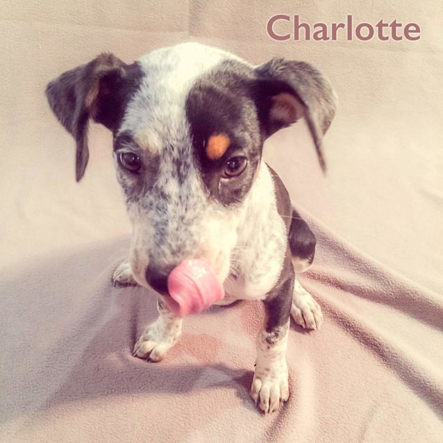 Photo of Charlotte