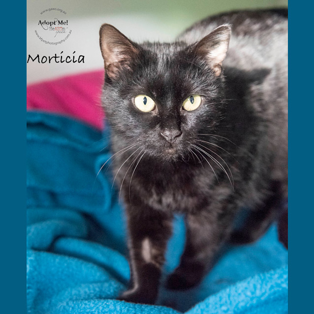 Photo of Morticia Id31734