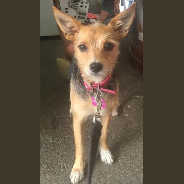 Photo of Peanut