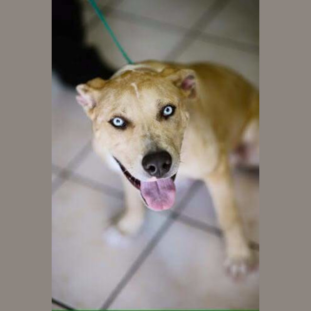 Photo of Drake *** A Lovely Natured Boy ***