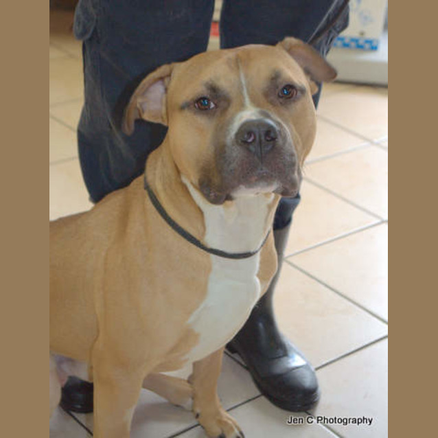 Photo of Boof *** Cat Friendly & A Love Bug ***