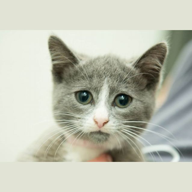 Photo of Monk (0313)