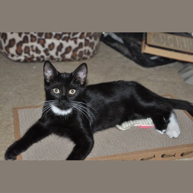 Photo of Jett   Only $80 To Adopt!