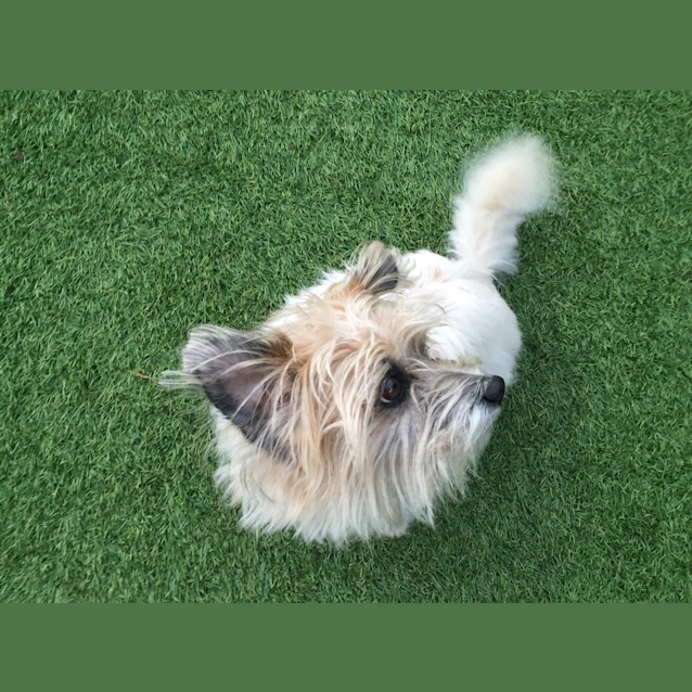 Photo of Lady **Adopted**